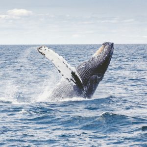 whale emerging from the sea