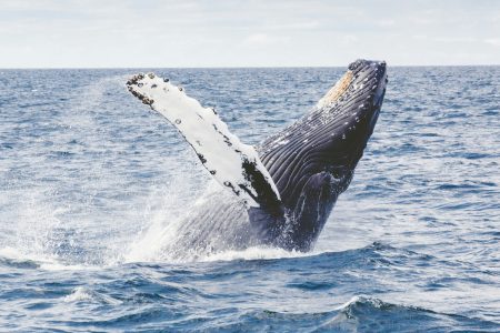 whale emerging from the sea