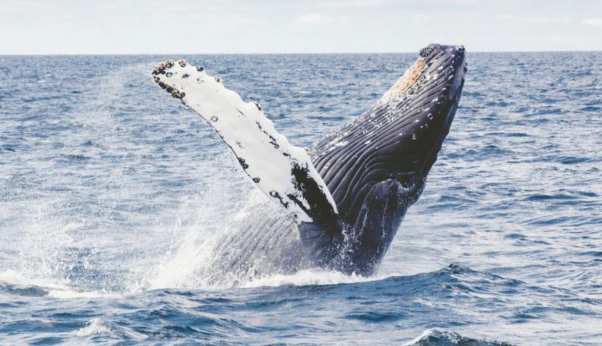 whale emerging from the sea