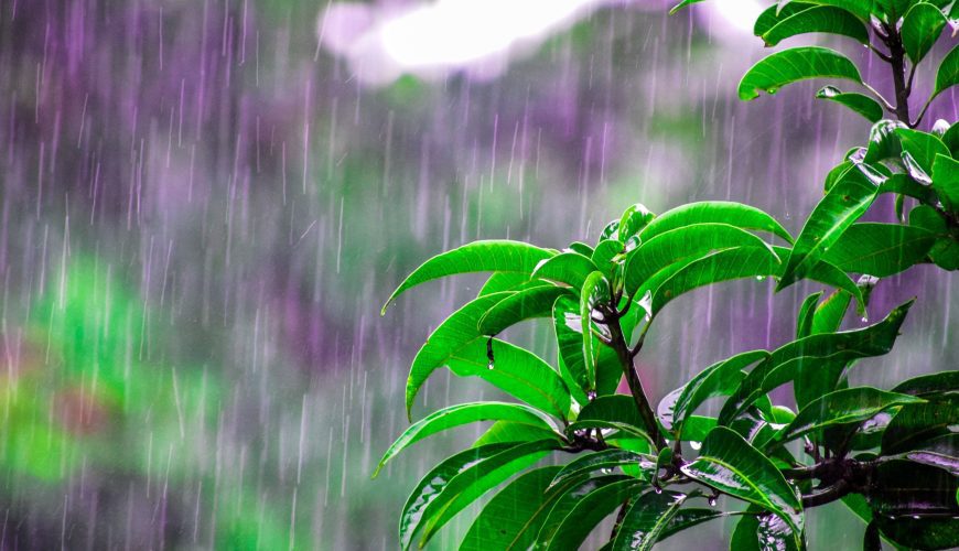 rain falling in the jungle in Costa Rica during rainy season