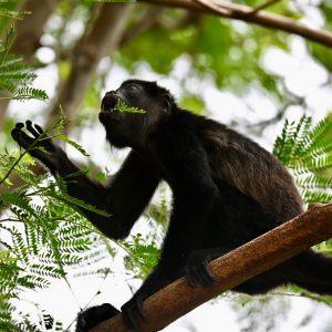 howler monkey in a tree in costa rica