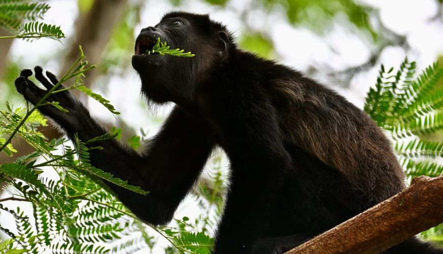 howler monkey in a tree in costa rica