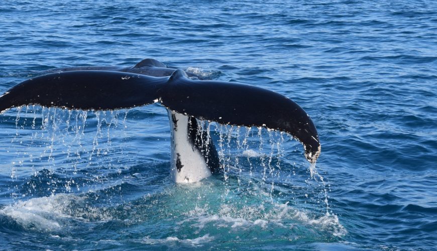 Planning Your September Stay Around the Whale and Dolphin Festival in Uvita