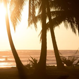 view of palm trees with the sun behind