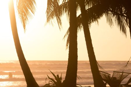 view of palm trees with the sun behind