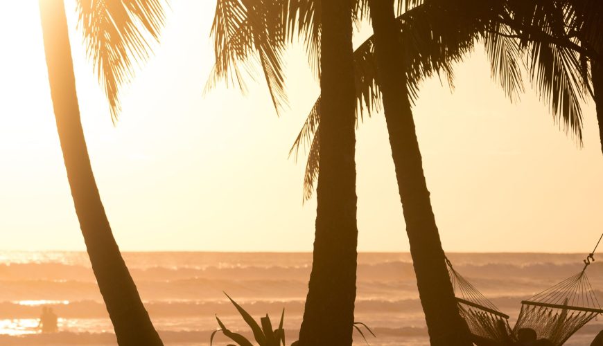 view of palm trees with the sun behind