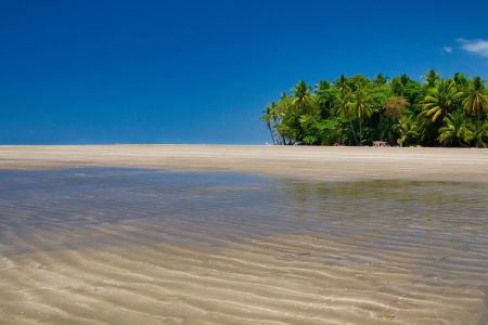 Palm Trees, Blue Skies Beach